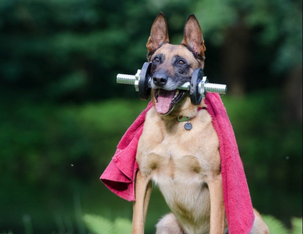 German Shepherd holding a dumbell in its mouth 